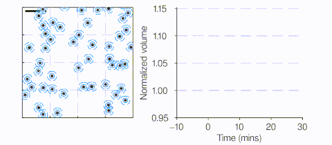 2024elife_sv1.gif
